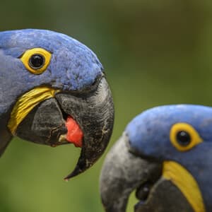 animales exóticos
