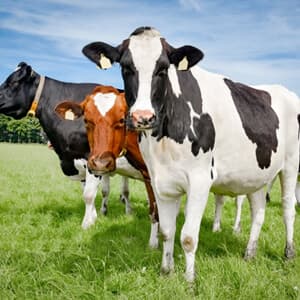 animales de granja